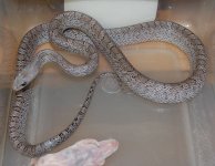 12 Cinder Blood 3 M 2013-12-29.JPG