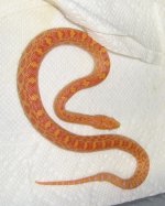 13 albino male.jpg