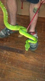 emerald tree boa.jpg
