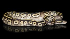 mojave1.jpg