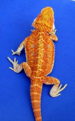 2 orange hypo fem.jpg