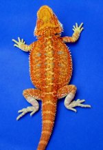 2 Hypo Or female.jpg