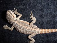 beardies 2014 035.jpg