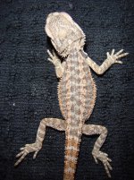 beardies 2014 033.jpg
