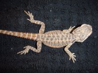 beardies 2014 032.jpg