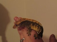 IMG_0103.jpg