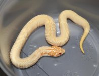 Super Conda Female (5).jpg