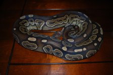DSC_0617.jpg