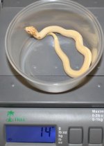 Super Conda Female (2).JPG