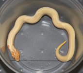 Super Conda Female (3).jpg