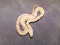 snake 028.jpg