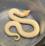 Super Conda Female (1).jpg