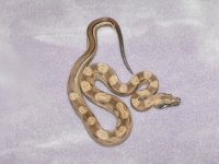 snake 047.jpg