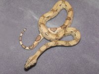 snake 037.jpg
