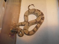 snake 014.jpg
