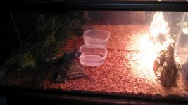 ballpythoncage.jpg