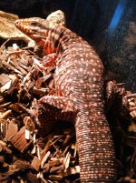 redtegu.jpg