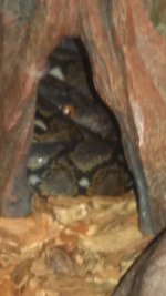 retic1.jpg