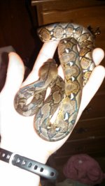 retic2.jpg