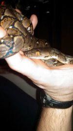 retic3.jpg