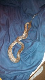 retic5.jpg