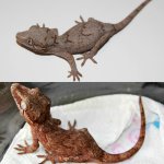 PicMonkey Collage4.jpg