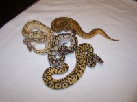 4 snakesJPG.jpg