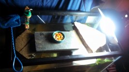 turtles topR.jpg