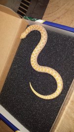 2013 albino male 040.jpg
