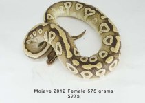 MojaveF2012.jpg