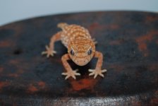 DSC_0263.jpg