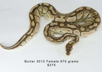 ButterF2012.jpg