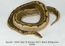 SpiderHGStripe.jpg