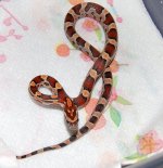 Okeetee Male2.JPG