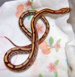 Tessera Female1 2013-12-21.JPG