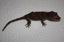 th_IMG_8817.jpg