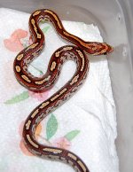 Tessera Male 2013-12-21.JPG
