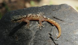 Haemodracon trachyrhinus - male.jpg