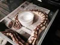 pastel lesser.jpg