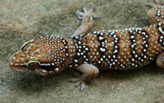 Hemidactylus subtriedrus - male.jpg