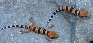 Hemidactylus subtriedrus - juveniles.jpg