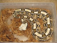 snakes 001.jpg