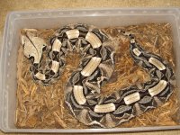 snakes 003.jpg