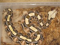 snakes 005.jpg