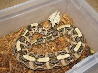 snakes 008.jpg
