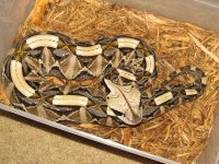 snakes 010.jpg