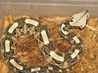 snakes 011.jpg