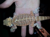 Male bearded dragon 1 batch.2.jpg