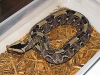 snakes 013.jpg