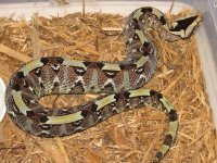 snakes 015.jpg